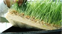 Forraje verde hidroponico de maiz