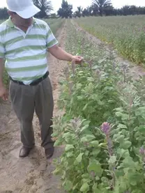 EVALUANDO PLAGAS EN FLORACION DE QUINUA