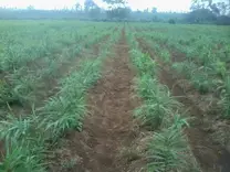 Cultivo de Jenguibre