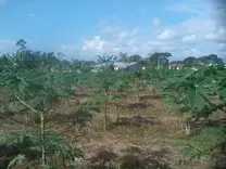 Cultivo de Papaya hawaina