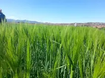 cultivo de trigo en oaxaca