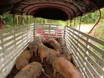 transporte cerdo