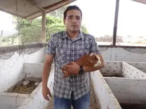 REPRODUCTOR MACHO RAZA PERU