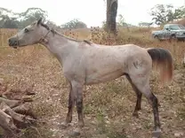 sintomatologia del cabalo con tetano