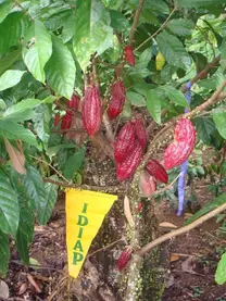 CLON DE CACAO CCN -51