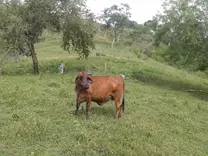 vaca cebuina hermosa