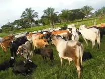 Sistemas  Agrosilvopastorines