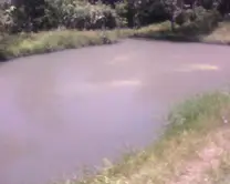 laguna pequeña para cachamas 40 X 15m