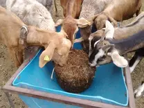 Suplementación con bloques nutricionales para cabras en pastoreo