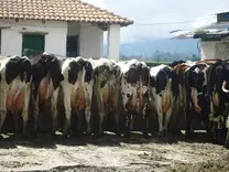 Hato de alta producción 27 Lt/Vaca/día a 3250 msnm