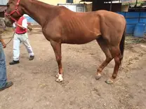 Laminitis o tendon flexor