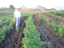 cultivo de leucaena cuninhamm,