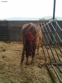 Bovine Uterus Prolapse