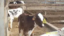 El manejo de las vacas