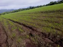 Siembra al voleo de arroz en secano favorecido