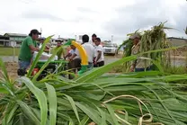 Conservación de pasto.