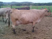 vaca raza carora