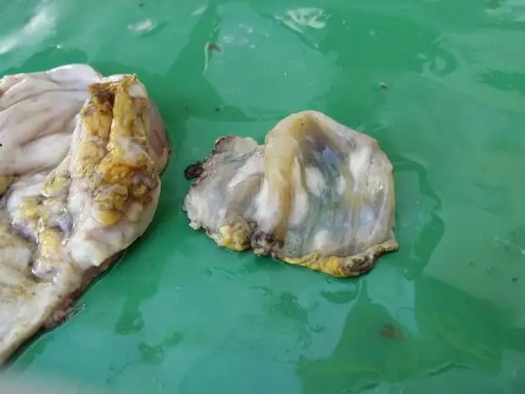 gizzard (left) and cuticle (right) - Black content and Gizzard errosions