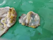 gizzard (left) and cuticle (right)