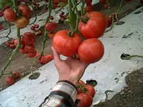 Tomate bola