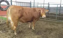 Vaca limusina hija de Tastevin