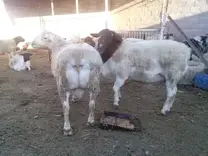 mis dos sementales de 18 meses