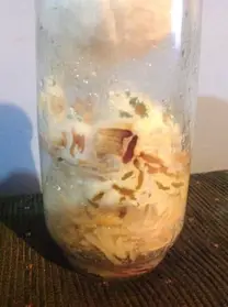 Nódulos de Rhizobium