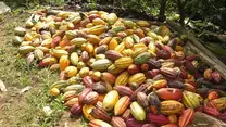 Cacao en Buenavista Quindio