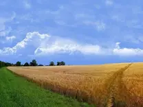 Trigal