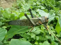 Falsa langosta - Tropidacris cristata