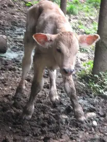 producto inseminación artificial