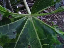 Daño en papayo por acaro desconocido