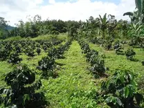 Plantación de cafe