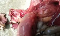 Showing extremely fragile liver