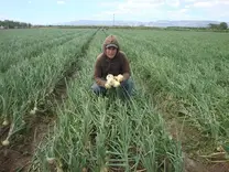 cebolla amarilla dulce listo para la cosecha