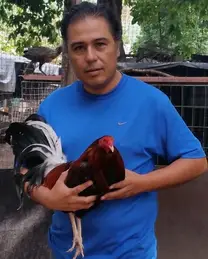 Gallo de Combate, Navajero Mexicano.