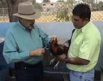Con Don Guillermo Bustamante Valencia; Granja Cría del Sur; México.