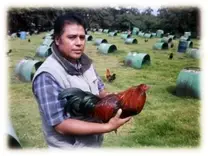 Seleccionando Reproductores, Granja Cria del Sur, México.