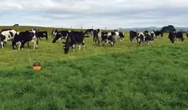 Sistemas de pastoreo intensivo ganado lechero