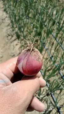 FUSARIUM OXYSPORUM
