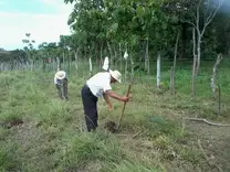 Establecimiento de parcela Silvopastoril