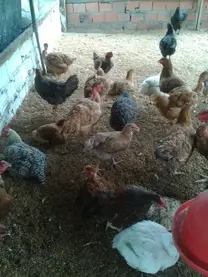 criação de galinhas caipirão-metodo francês