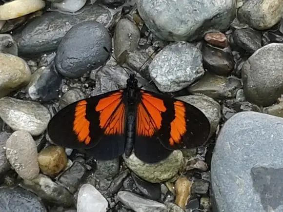mariposa amazonica - Varias
