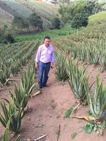 Asistiendo cultivos de sabila