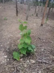 Cultivo de Chayote Fca. Itza Matagalpa Nicaragua.-