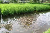 En indonesia,  cultivo de arroz y peces (Agroecologia)