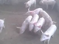 1 mês