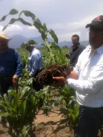 EFECTOS DE BIOFERTILIZANTE EN MAIZ.