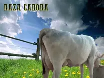 RAZA CARORA