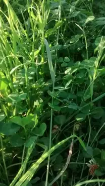 FESTUCA E TREVO BRANCO EM CAMPO NATURAL